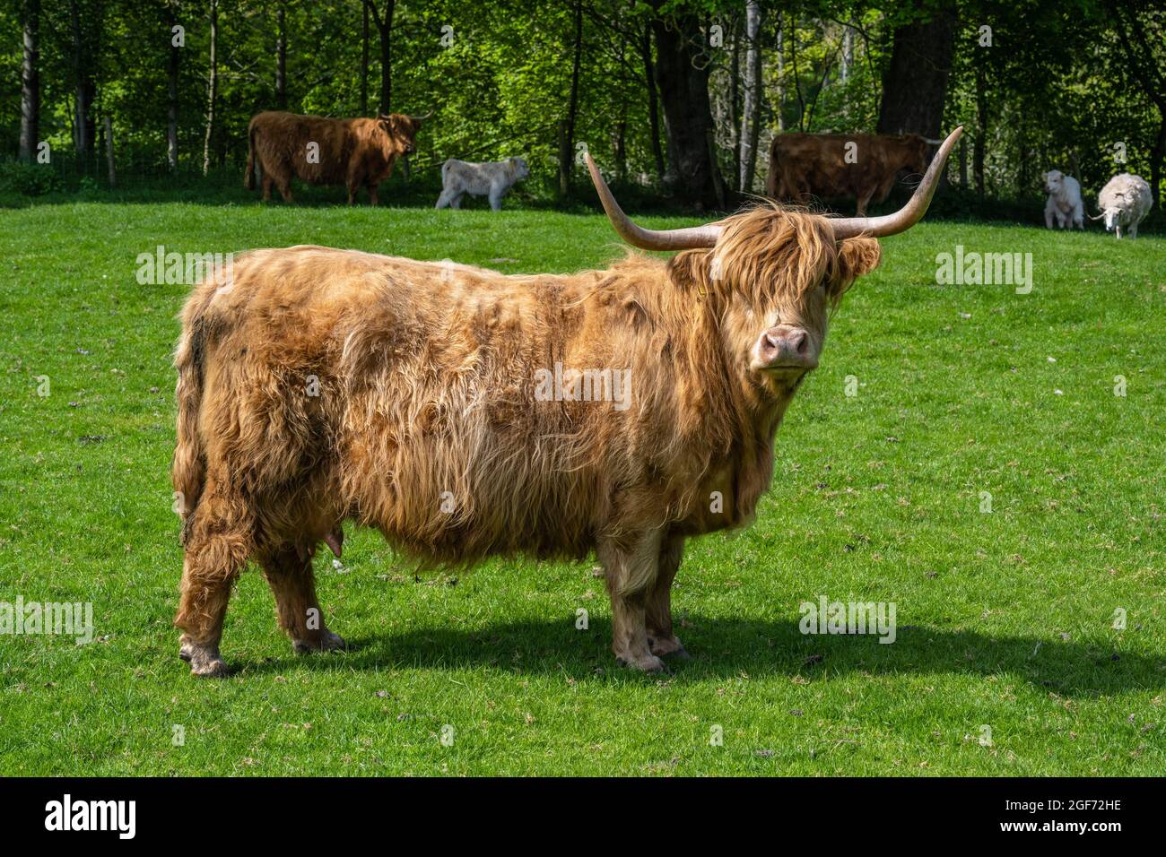 Vache de montagne à poil long dans le champ de Dalmeny Estate près de South Queensferry en Écosse, au Royaume-Uni Banque D'Images