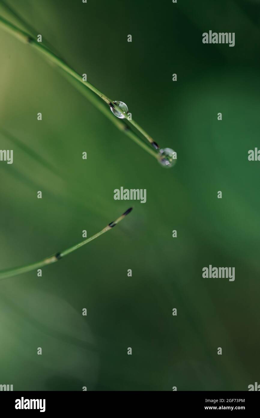 gros plan des gouttes de rosée sur une lame de gras Banque D'Images