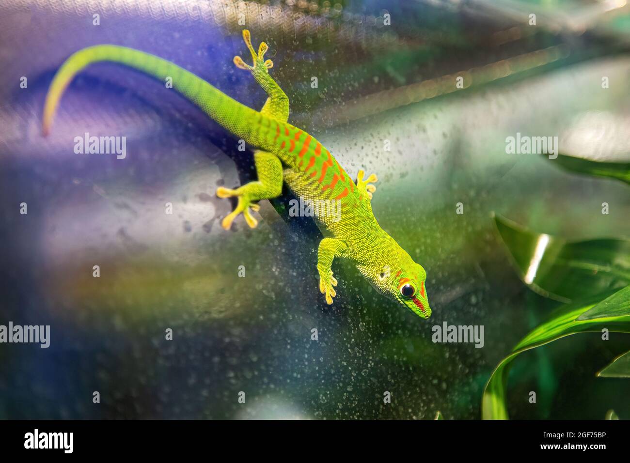 Petit gecko vert et jaune de Madagascar de jour assis sur la branche de près. Le reptile Phelsuma respire sous le soleil éclatant de la jungle Banque D'Images