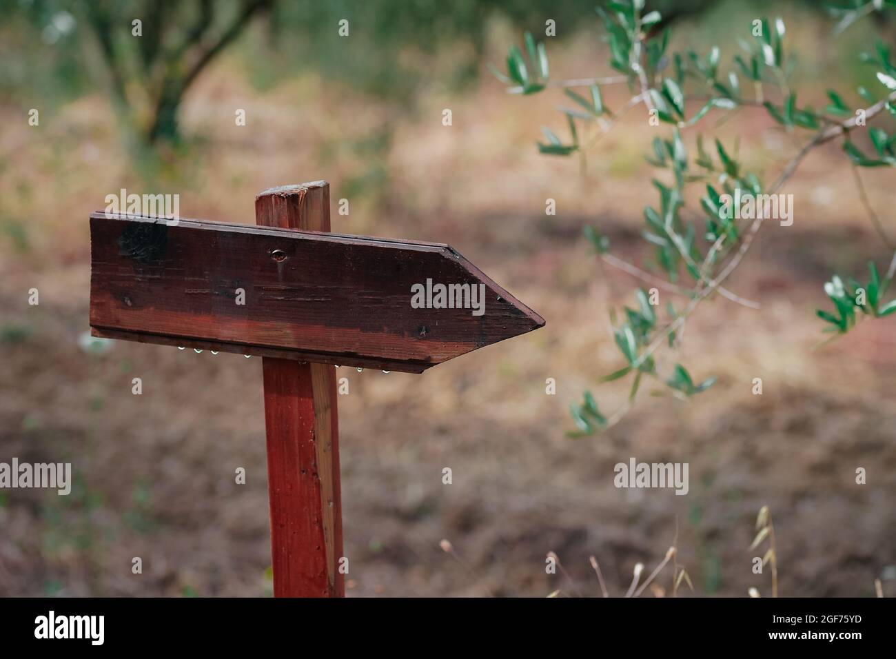 Ancienne signalisation en bois patiné et panneau de flèche dans un jardin Banque D'Images