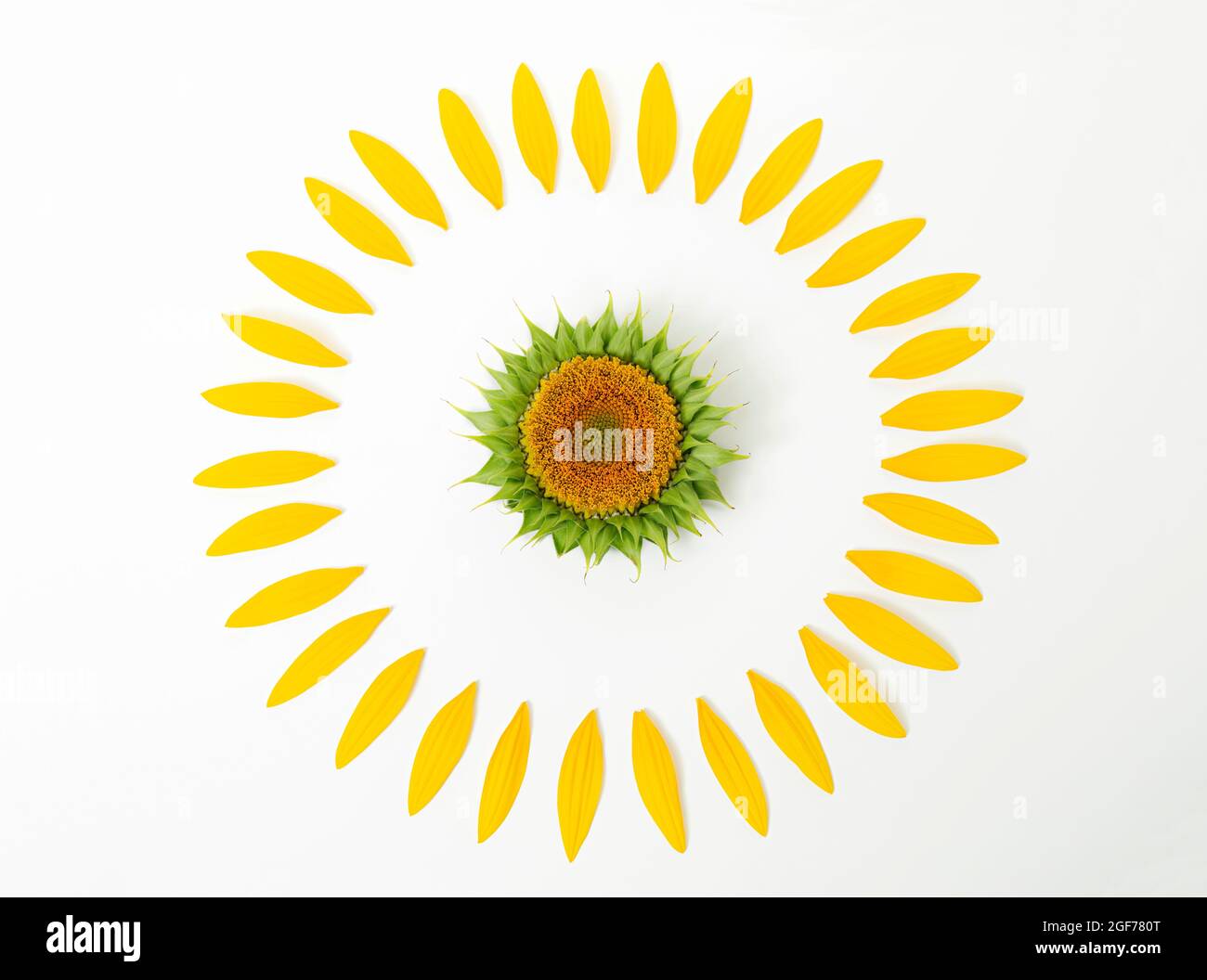 Une belle tête de tournesol fraîche et des pétales se trouvent en gros plan sur un fond blanc. Fleur jaune d'été Banque D'Images