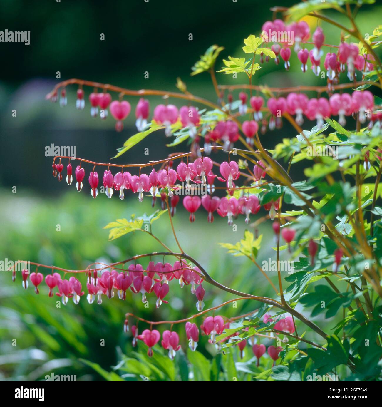 Déchirement du coeur, saignement du coeur (Dicentra), saignement du coeur, faux coeur, coeur flamboyant, Coeur volant, coeur brisé, coeur de la femme, coeur de Marie, coeur Banque D'Images