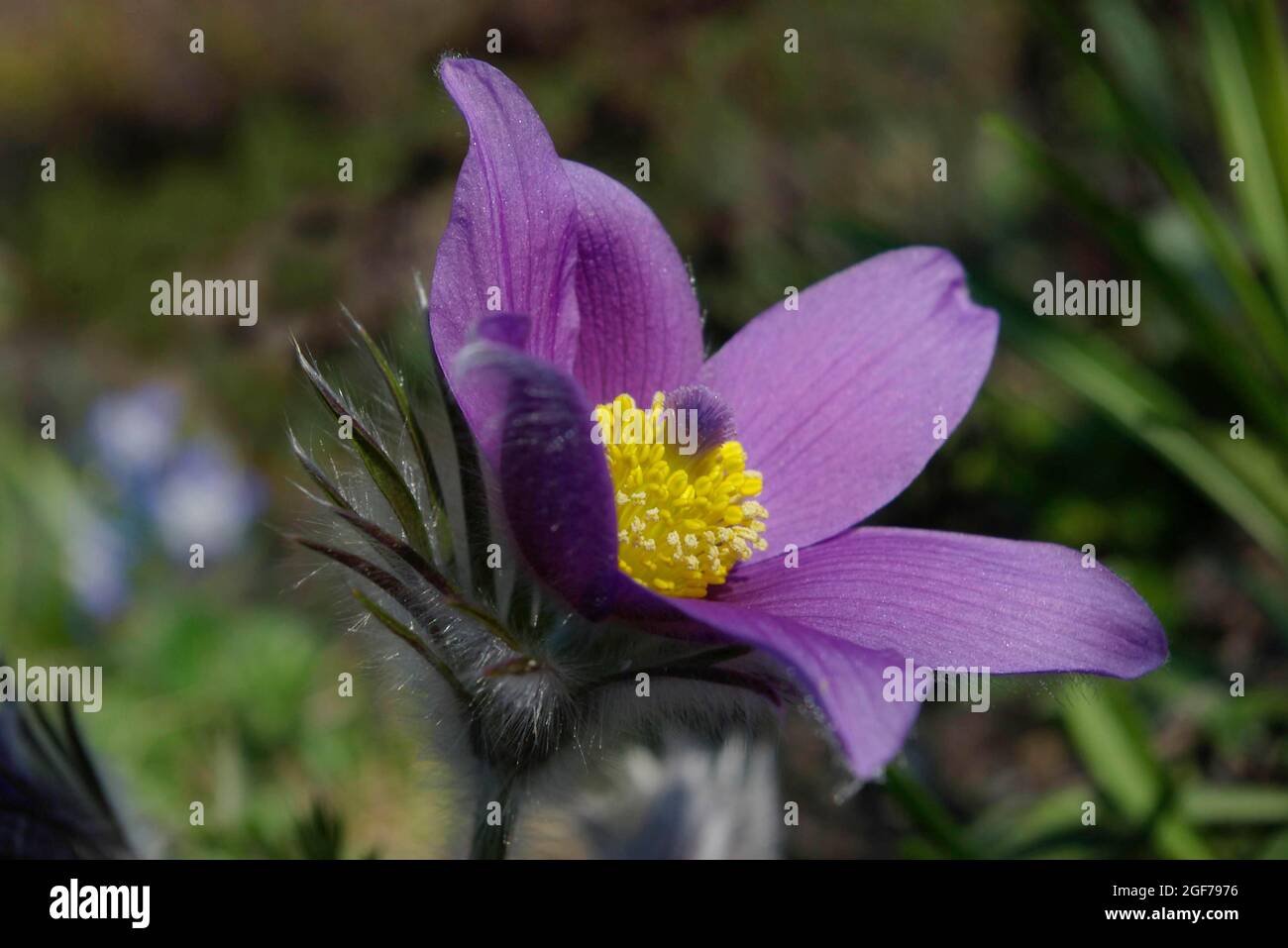Fleur de pasque commune (Pulsatilla vulgaris) pourpre, fleur alpine, fleur de Pasque commune fleur de pasque Banque D'Images