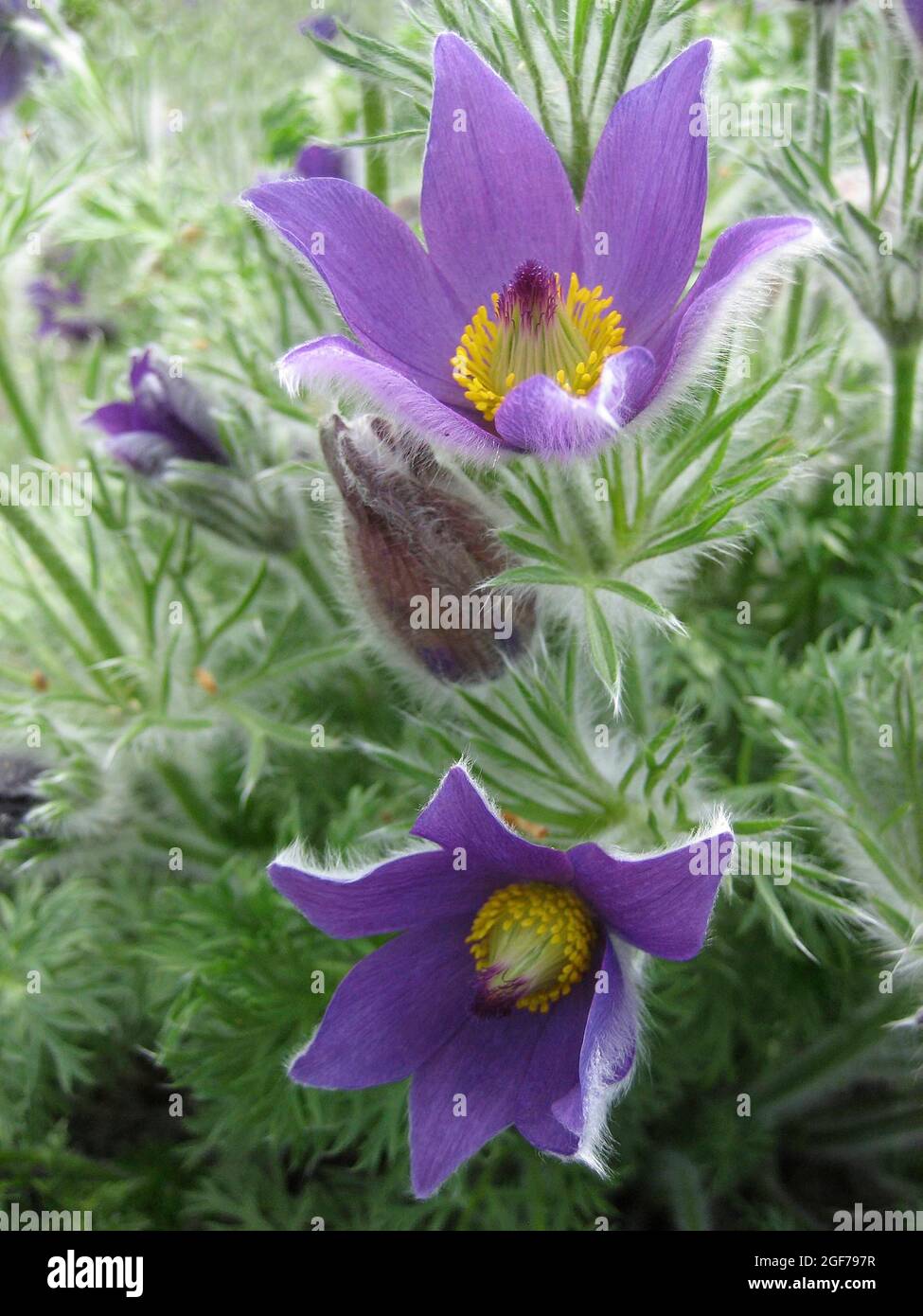 Fleur de pasque commune (Pulsatilla vulgaris) pourpre, fleur alpine, fleur de Pasque commune fleur de pasque Banque D'Images
