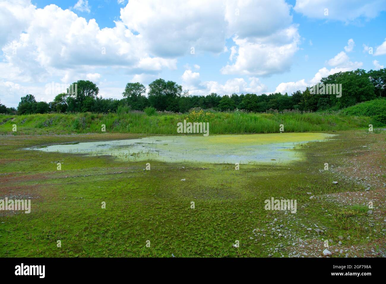 Aire de conservation de la nature, frai d'amphibiens pour le crapaud de Natterjack (Épidalea calalita) (Syn.: Bufo calalita), Gladbeck, Nord Banque D'Images