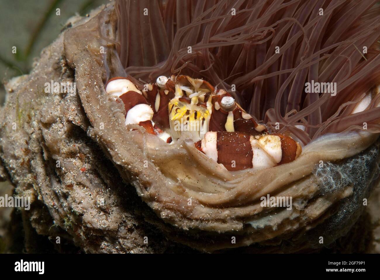 Crabe nageur d'Arlequin (Lissocarcinus laevis), Océan Pacifique, Plage de Sabang, île de Mindoro, Philippines Banque D'Images