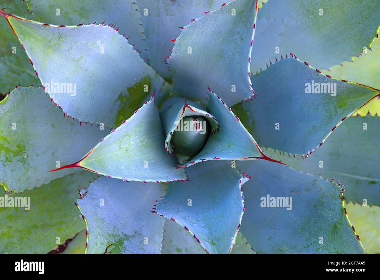 Aloès (Aloe), rosette foliaire, forme de croissance d'en haut, jardin botanique, Bavière, Allemagne Banque D'Images