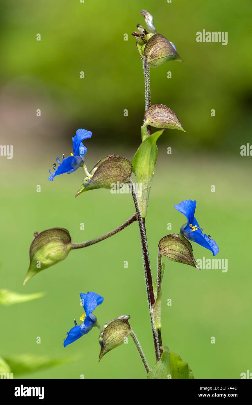 Fleur bleu ciel (Commelina coelestis), jardin botanique, Bavière, Allemagne Banque D'Images