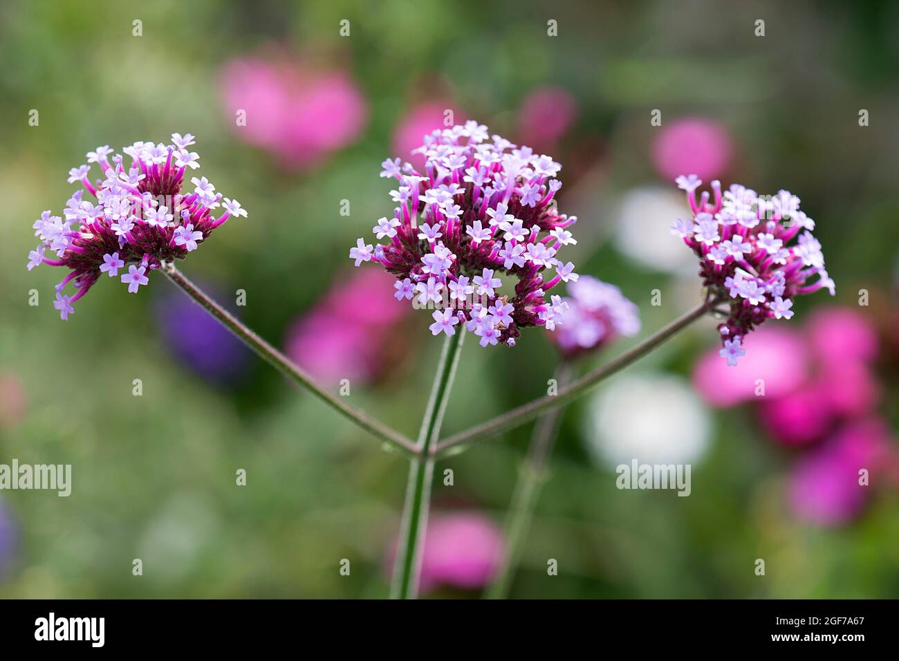 Purpetop en vain (Verbena bonariensis), Bavière, Allemagne Banque D'Images