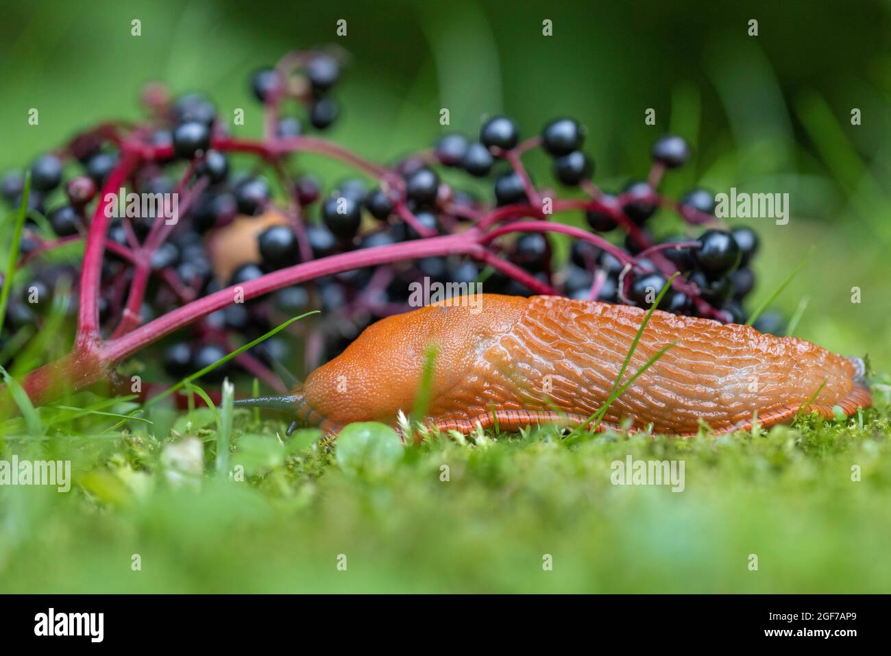 La limace rouge (Arion rufus) se nourrissant des baies de sureau, Allemagne Banque D'Images