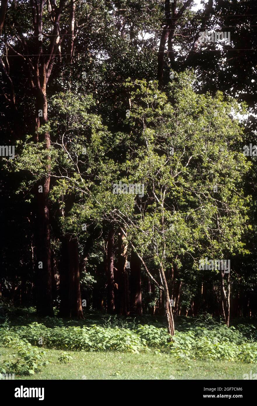 Bois de santal; Santalum album linn Banque D'Images