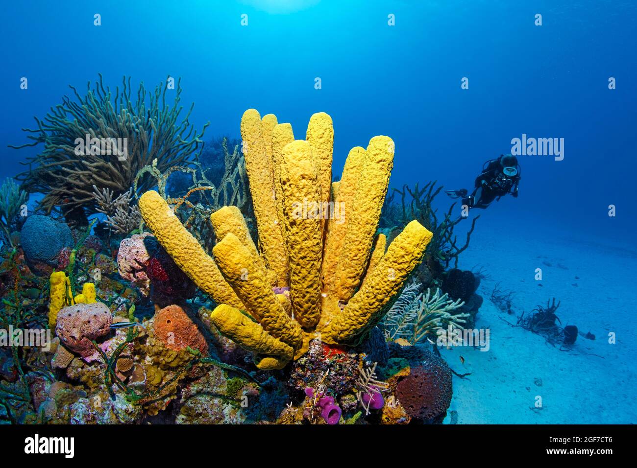 Récif de corail avec éponge jaune vert bougie (Aplysina fistularis), arrière gauche géant fente-pore Sea Rod (Plexaurella nutans), plongeur droit, Mer des Caraïbes Banque D'Images
