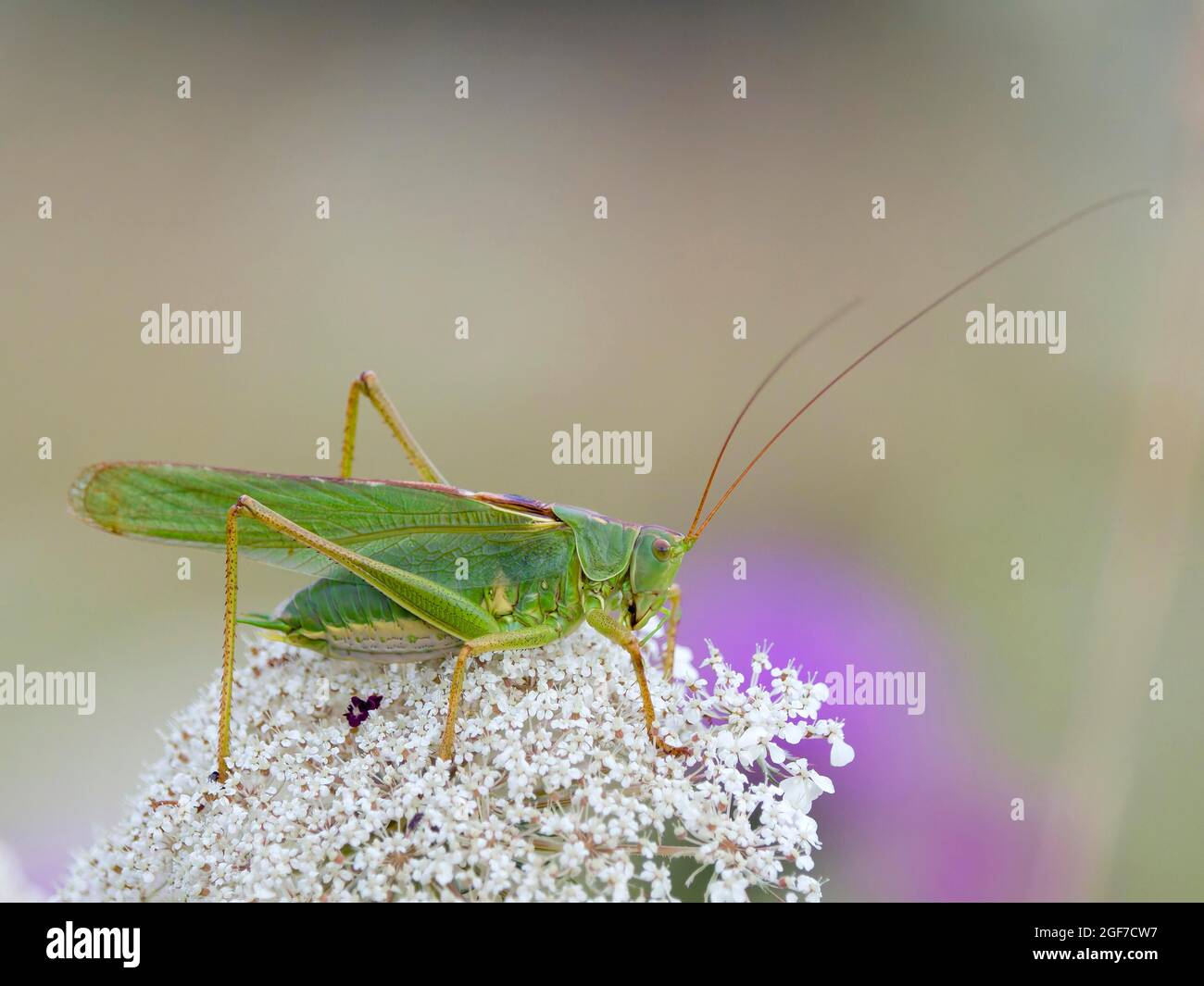 Grand cricket vert du Bush (Tetigonia viridissima), sauterelle, Hesse, Allemagne Banque D'Images