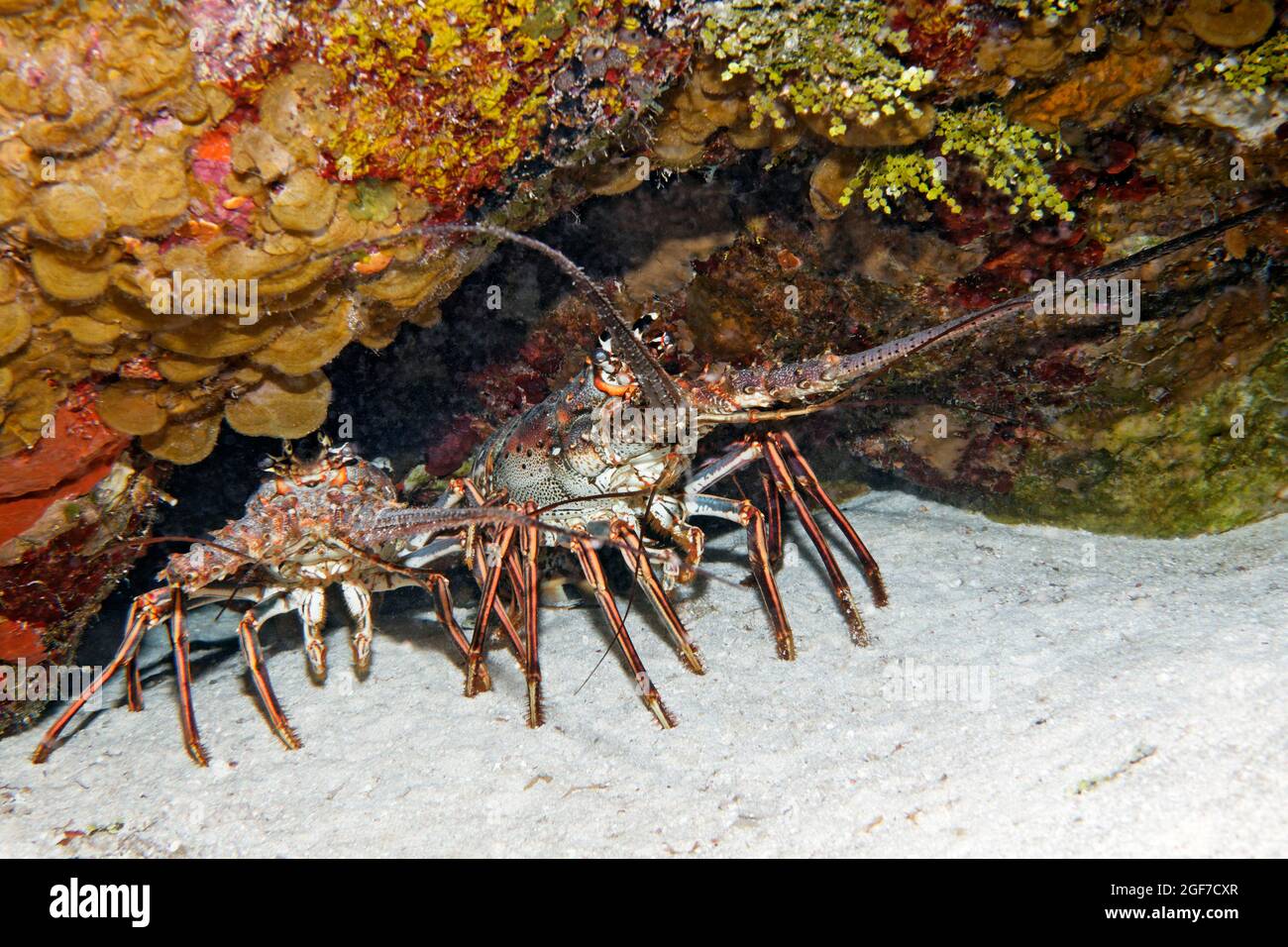 Écrevisses des Caraïbes (Panulirus argus), deux animaux à l'abri, mer des Caraïbes près de Maria la Gorda, province de Pinar del Rio, Caraïbes, Cuba Banque D'Images