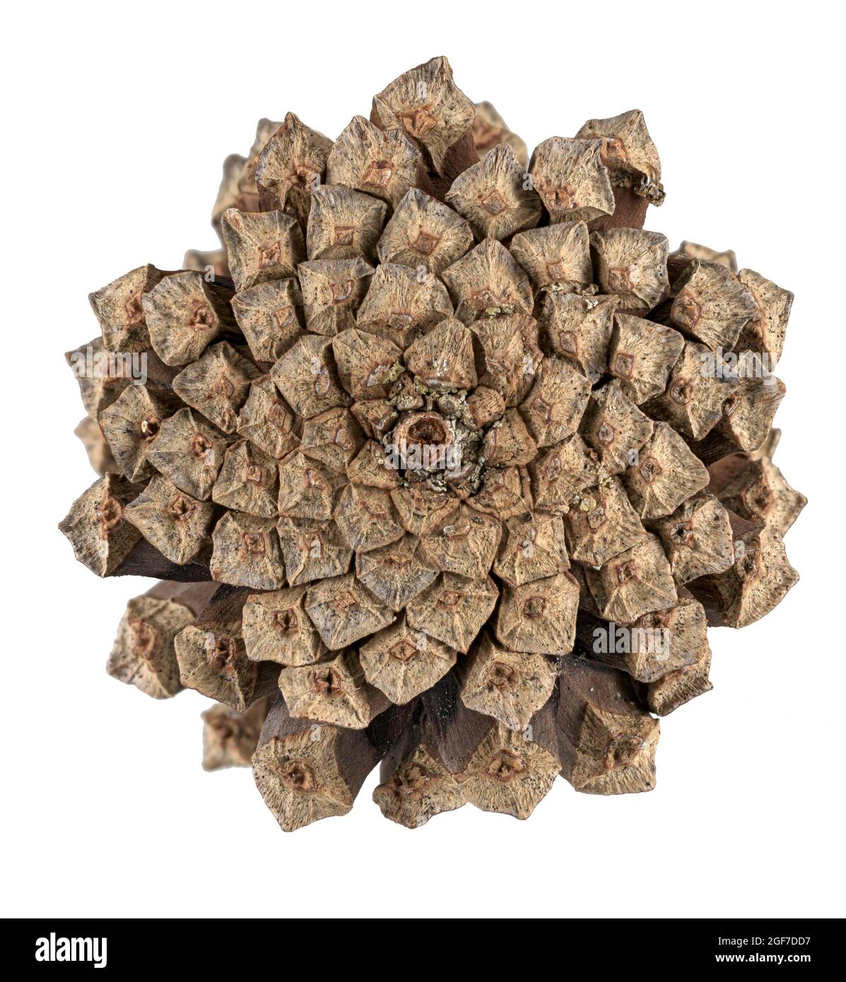 PIN écossais (Pinus sylvestris), cône, face inférieure en spirale, Allemagne Banque D'Images