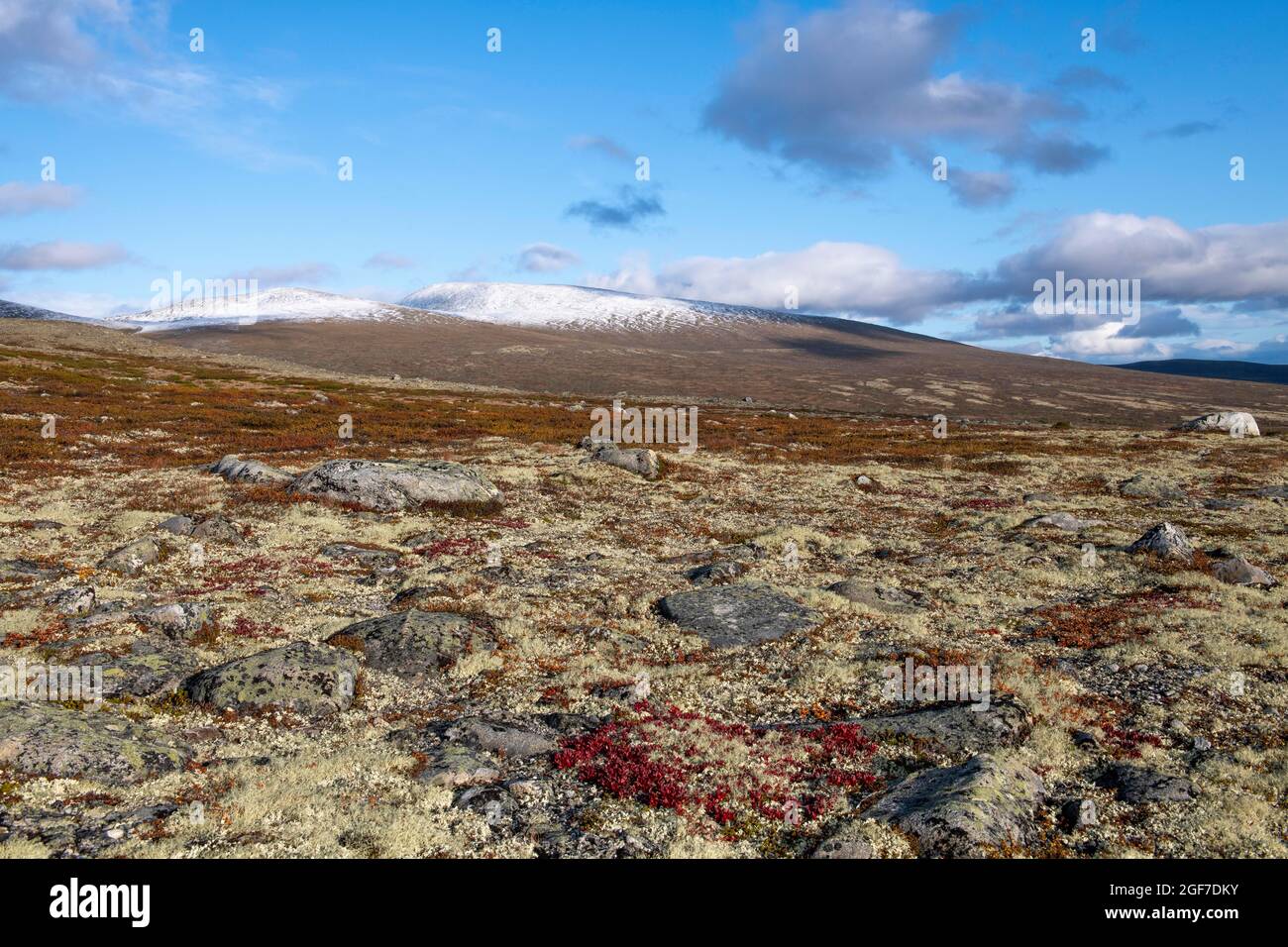 Toundra en automne, Parc national de Dovrefjell-Sunndalsfjella, Norvège Banque D'Images
