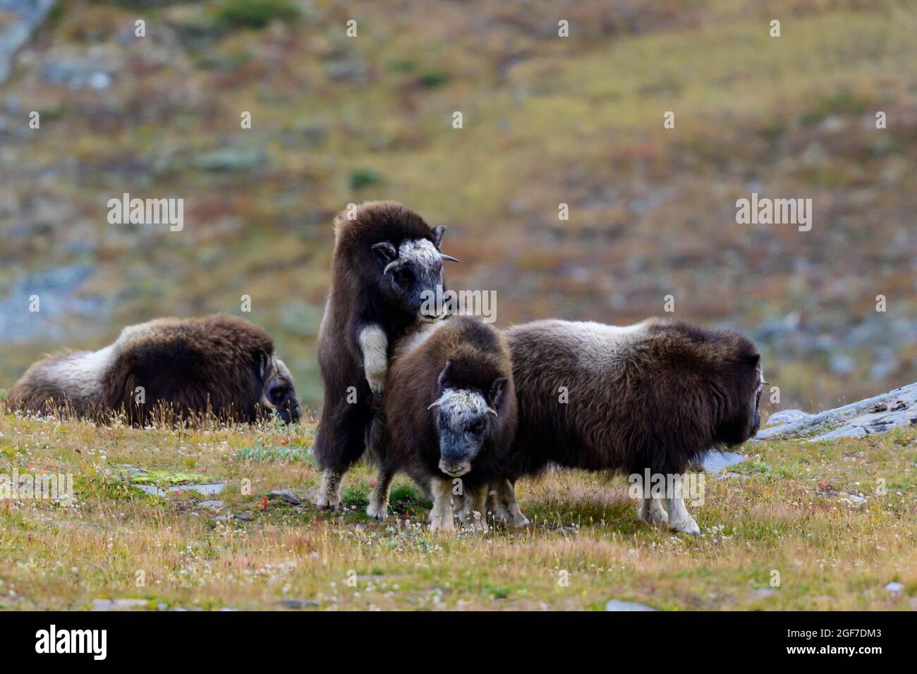 Boeufs musqués (Ovibos moschatus) en paysage d'automne, coquillages, troupeau, parc national de Dovrefjell-Sunndalsfjella, Norvège Banque D'Images