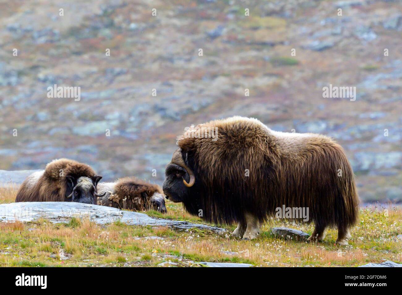 Boeufs musqués (Ovibos moschatus) en paysage d'automne, coquillages, troupeau, parc national de Dovrefjell-Sunndalsfjella, Norvège Banque D'Images