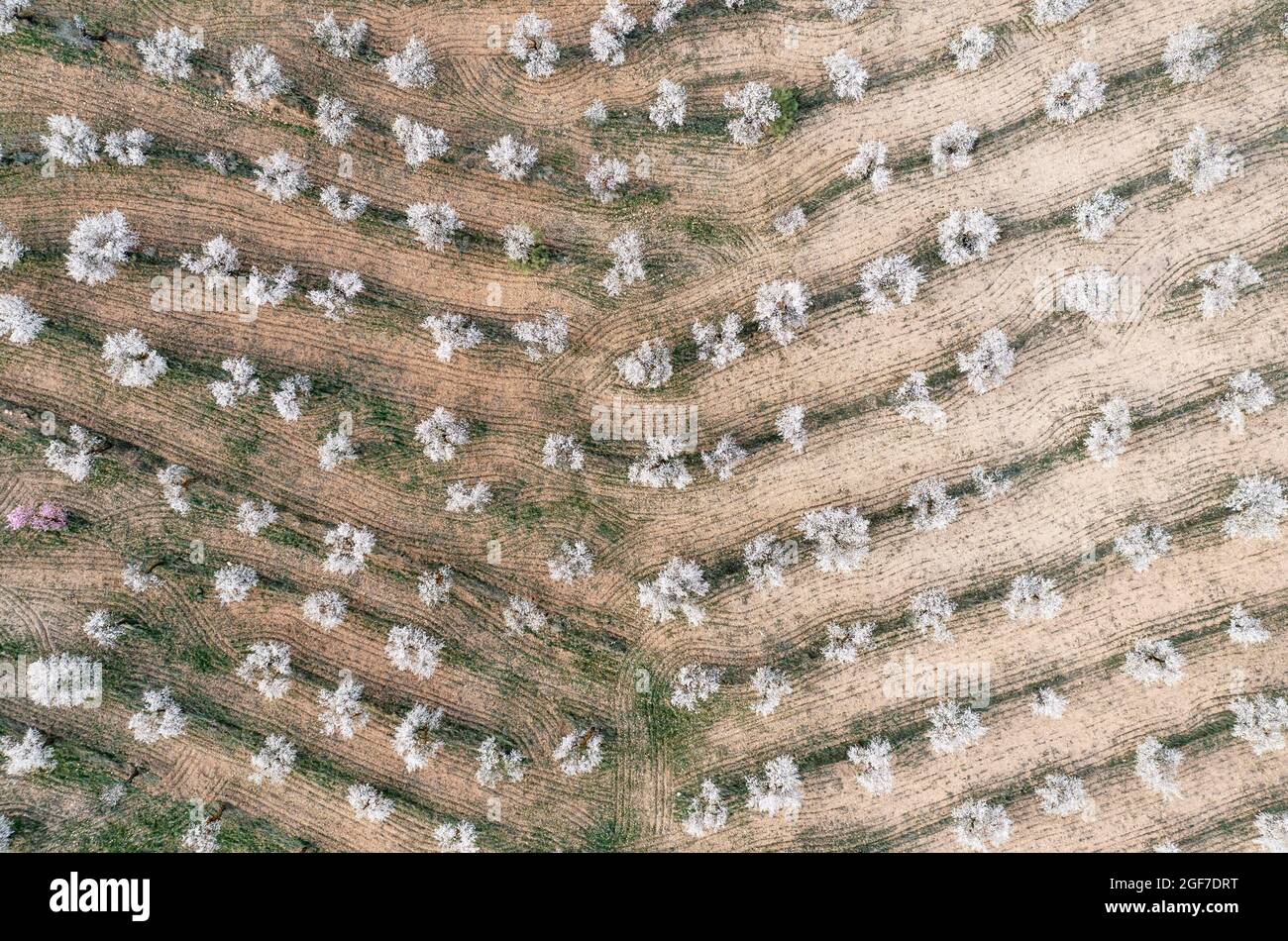 Amandiers cultivés (Prunus dulcis) en pleine fleur en février, vue aérienne, tir de drone, province d'Almeria, Andalousie, Espagne Banque D'Images