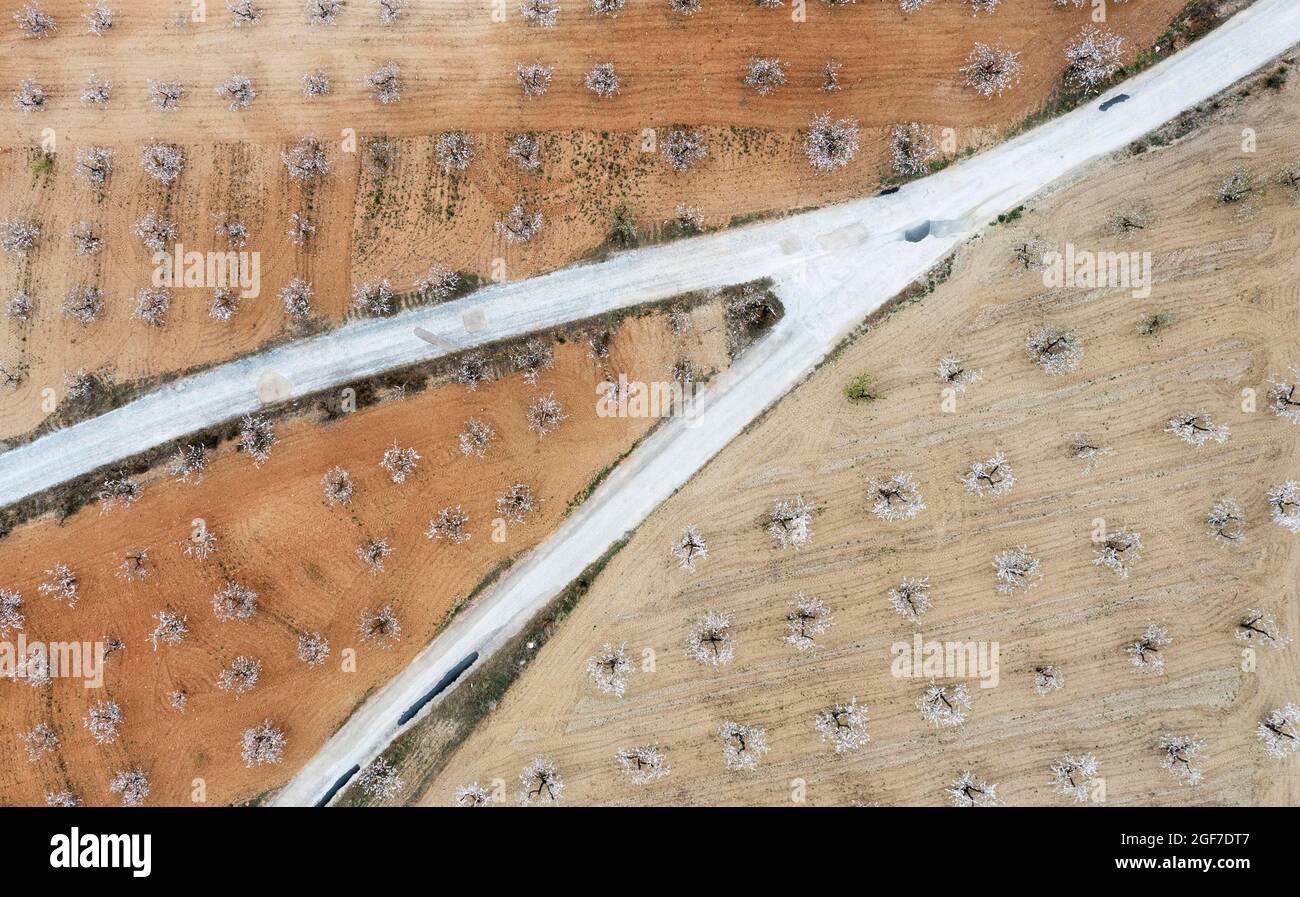 Route de campagne au milieu des amandiers cultivés (Prunus dulcis) en pleine fleur en février, vue aérienne, tir de drone, province d'Almeria, Andalousie, Espagne Banque D'Images