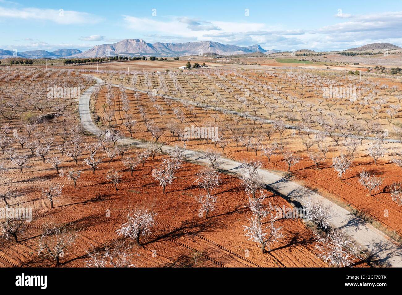 Route de campagne au milieu des amandiers cultivés (Prunus dulcis) en pleine fleur en février, vue aérienne, tir de drone, province d'Almeria, Andalousie, Espagne Banque D'Images