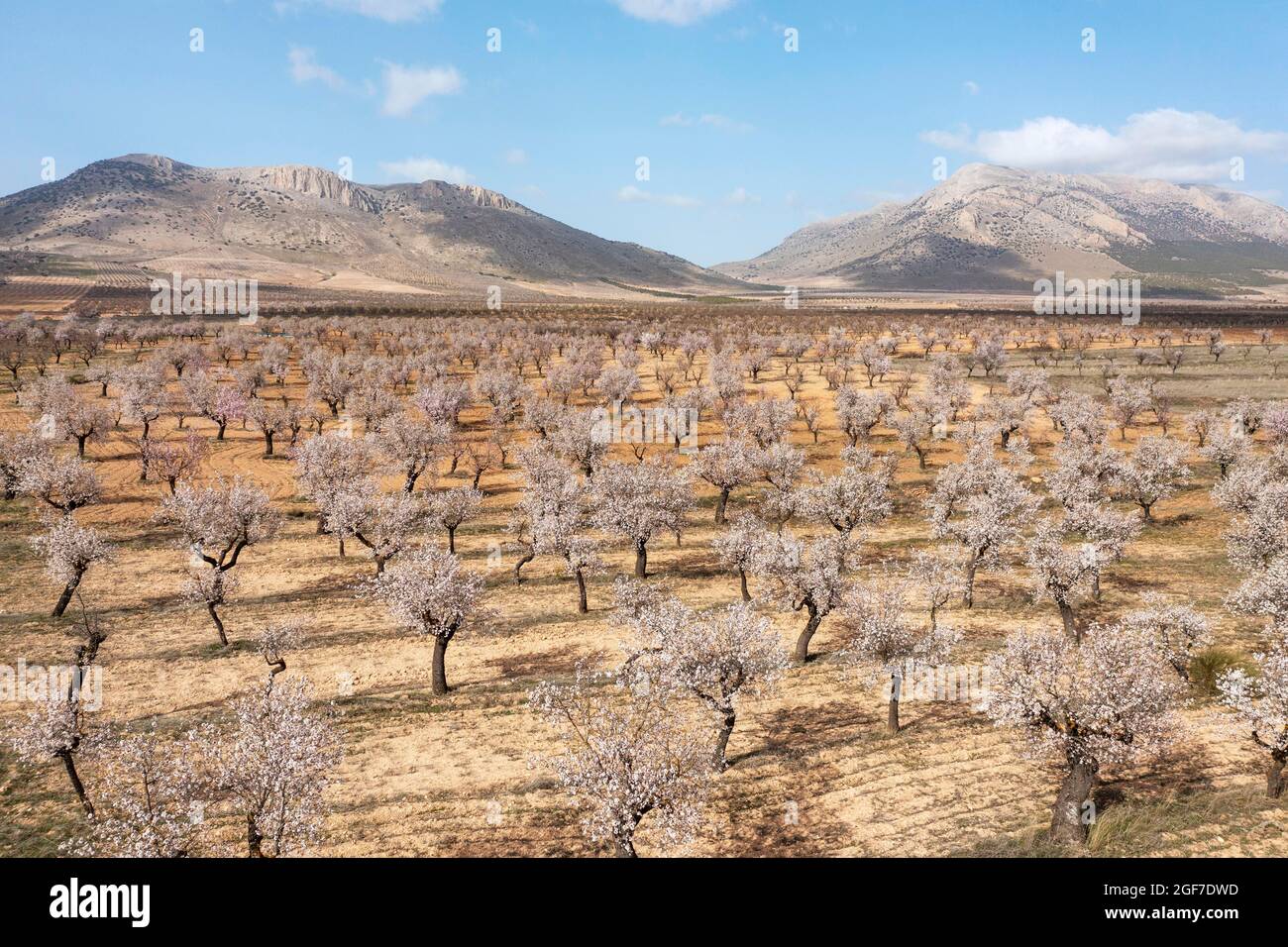 Amandiers cultivés (Prunus dulcis) en pleine fleur en février, vue aérienne, tir de drone, province d'Almeria, Andalousie, Espagne Banque D'Images