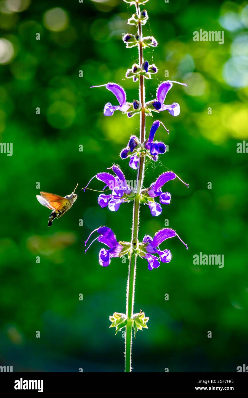 Hummingbird faucon-moth planant à côté de la belle plante de sauge de prairie à fleurs violettes rétroéclairé avec bokeh de fond vert appliqué Banque D'Images