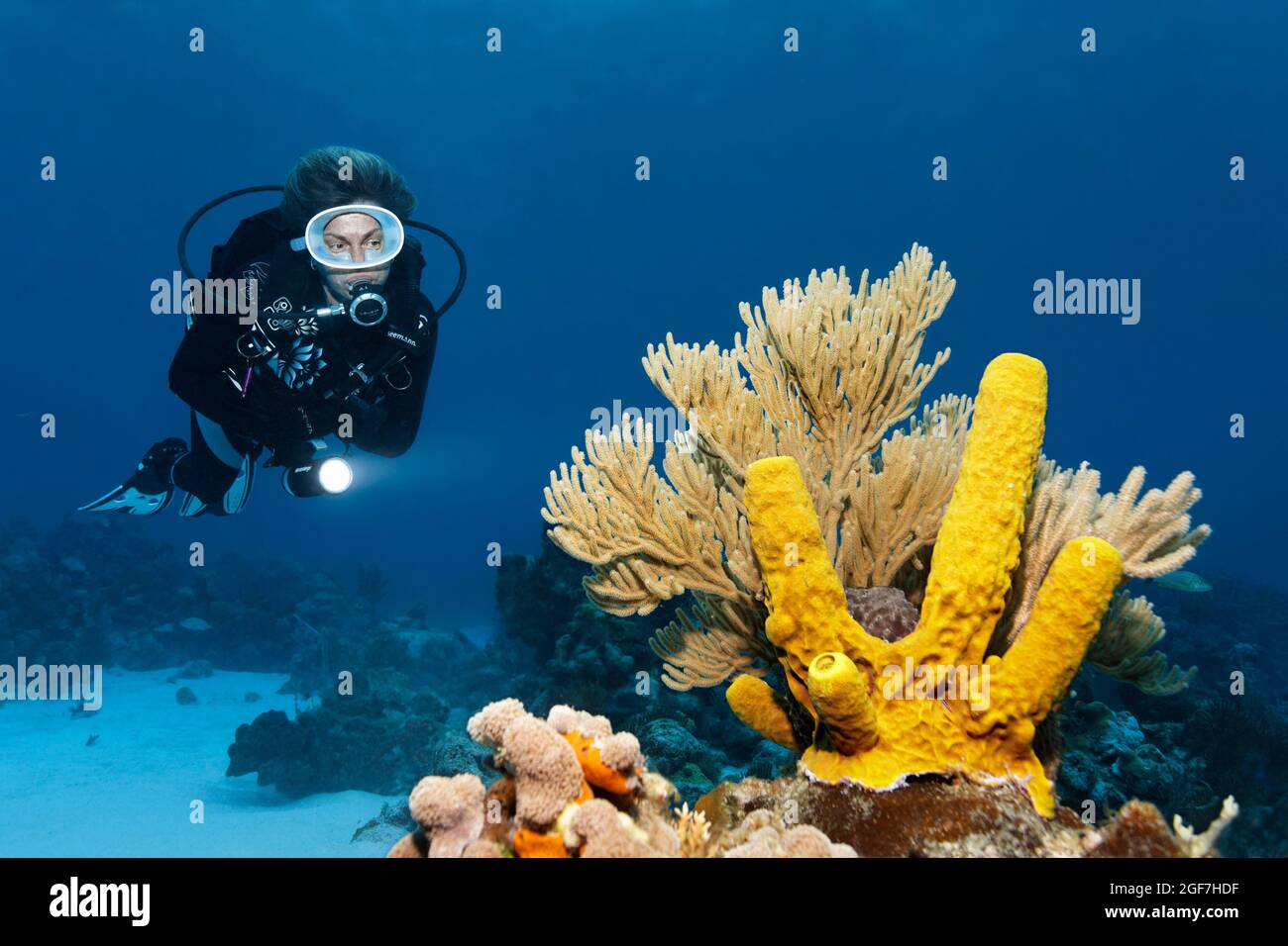 Plongeur regardant la bougie jaune vert éponge (Aplysina fistularis) et Bent Sea Rod (Plexaura flexuosa) sur le récif de corail, la mer des Caraïbes près de Maria la Banque D'Images