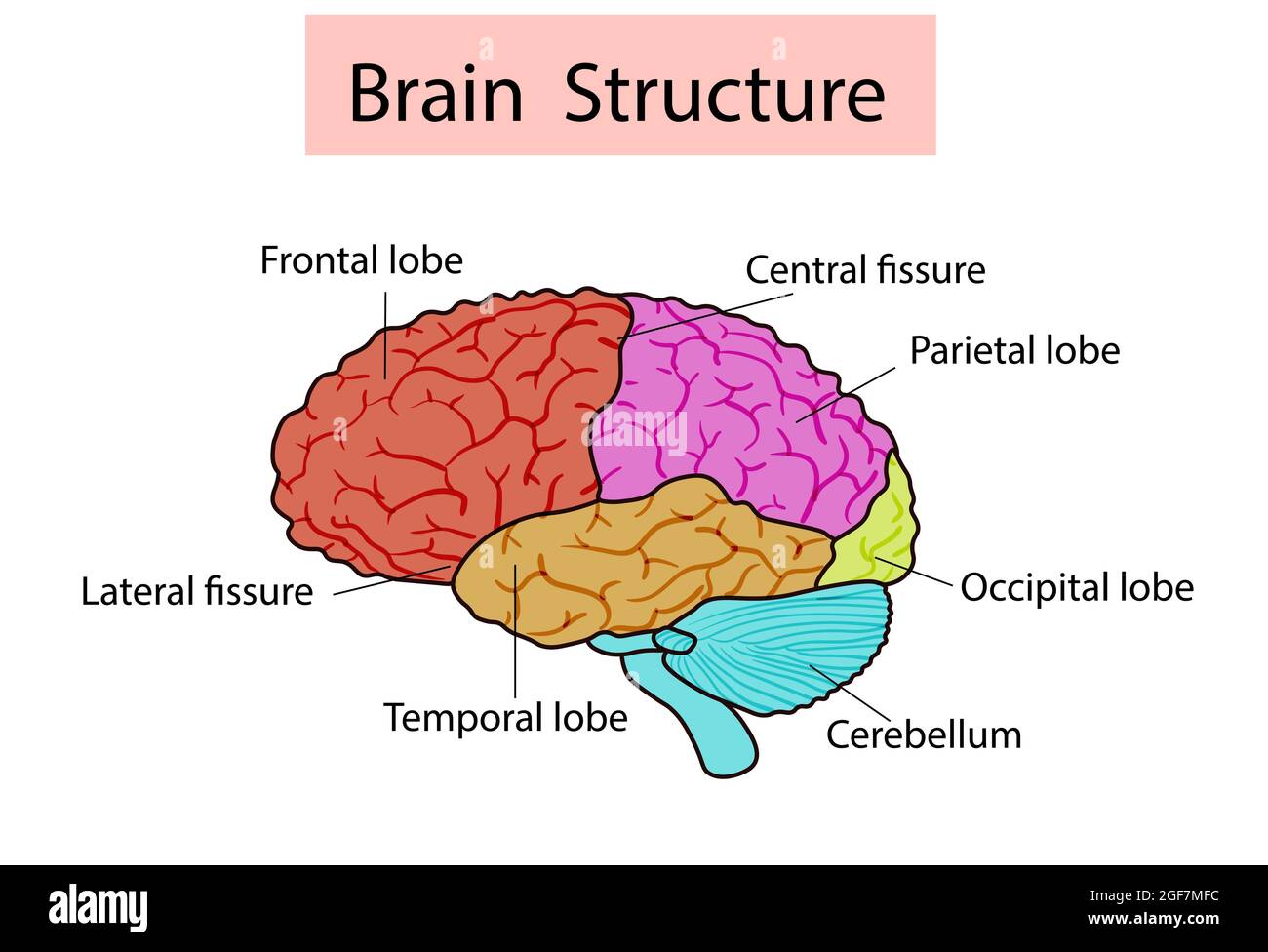 Illustration vectorielle isolée de la structure du cerveau dans la tête de l'homme. Anatomie détaillée du cerveau humain. Illustration de Vecteur