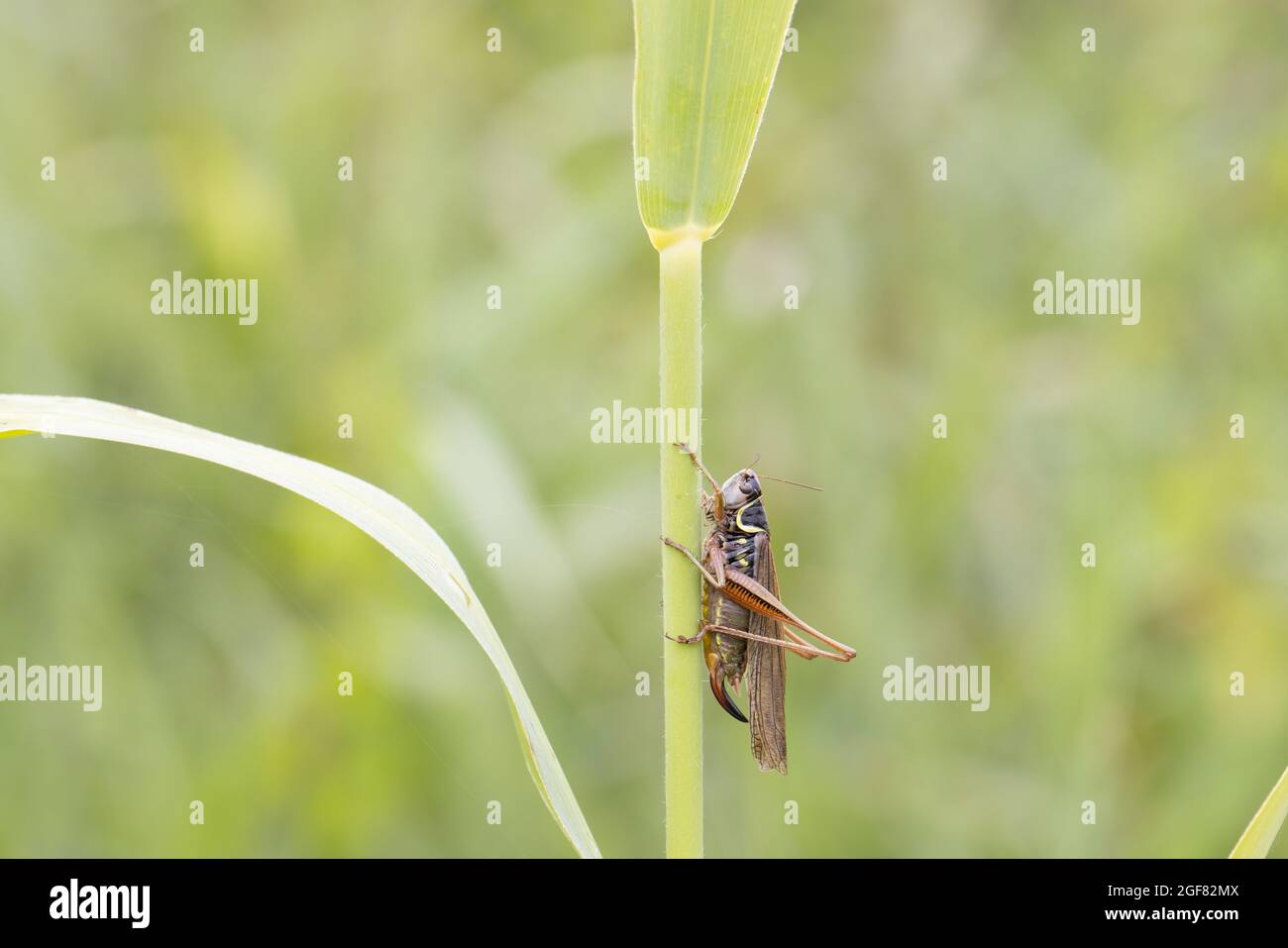 Bushcricket de Roesel (Metrioptera roeselii) Strumpshaw Fen RSPB Norfolk GB UK août 2021 Banque D'Images