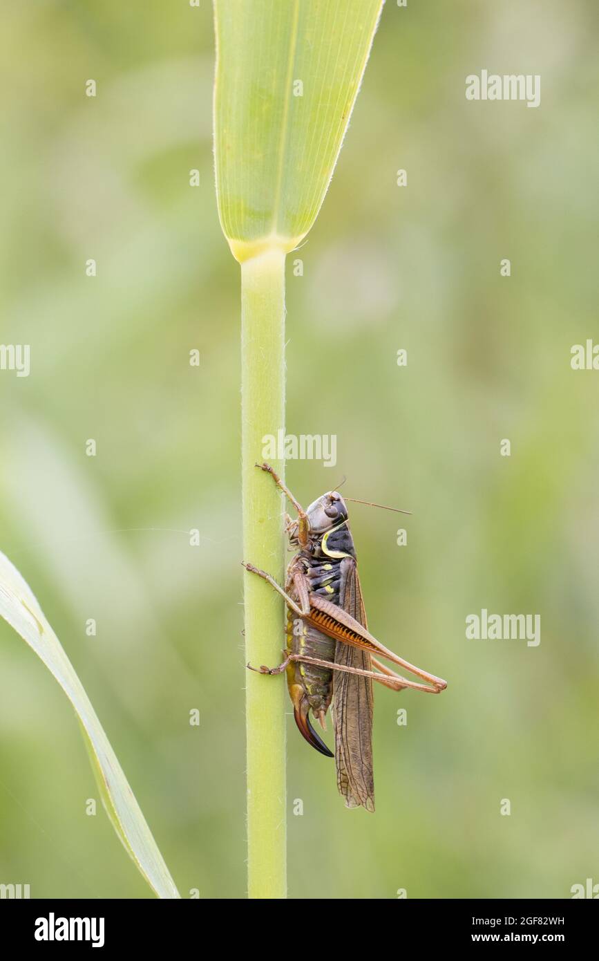 Bushcricket de Roesel (Metrioptera roeselii) Strumpshaw Fen RSPB Norfolk GB UK août 2021 Banque D'Images