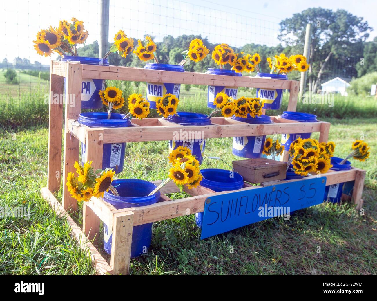 Tournesols à vendre sur un stand de ferme à Greenport, New York Banque D'Images