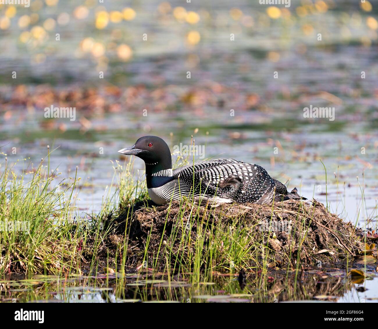 Le Loon commun se repose et garde le nid dans l'eau du marais avec un fond flou dans son environnement et son habitat environnant. Image Loon. Image. Banque D'Images Le Loon commun se repose et garde le nid dans l'eau du marais avec un fond flou dans son environnement et son habitat environnant. Image Loon. Image. Banque D'Images