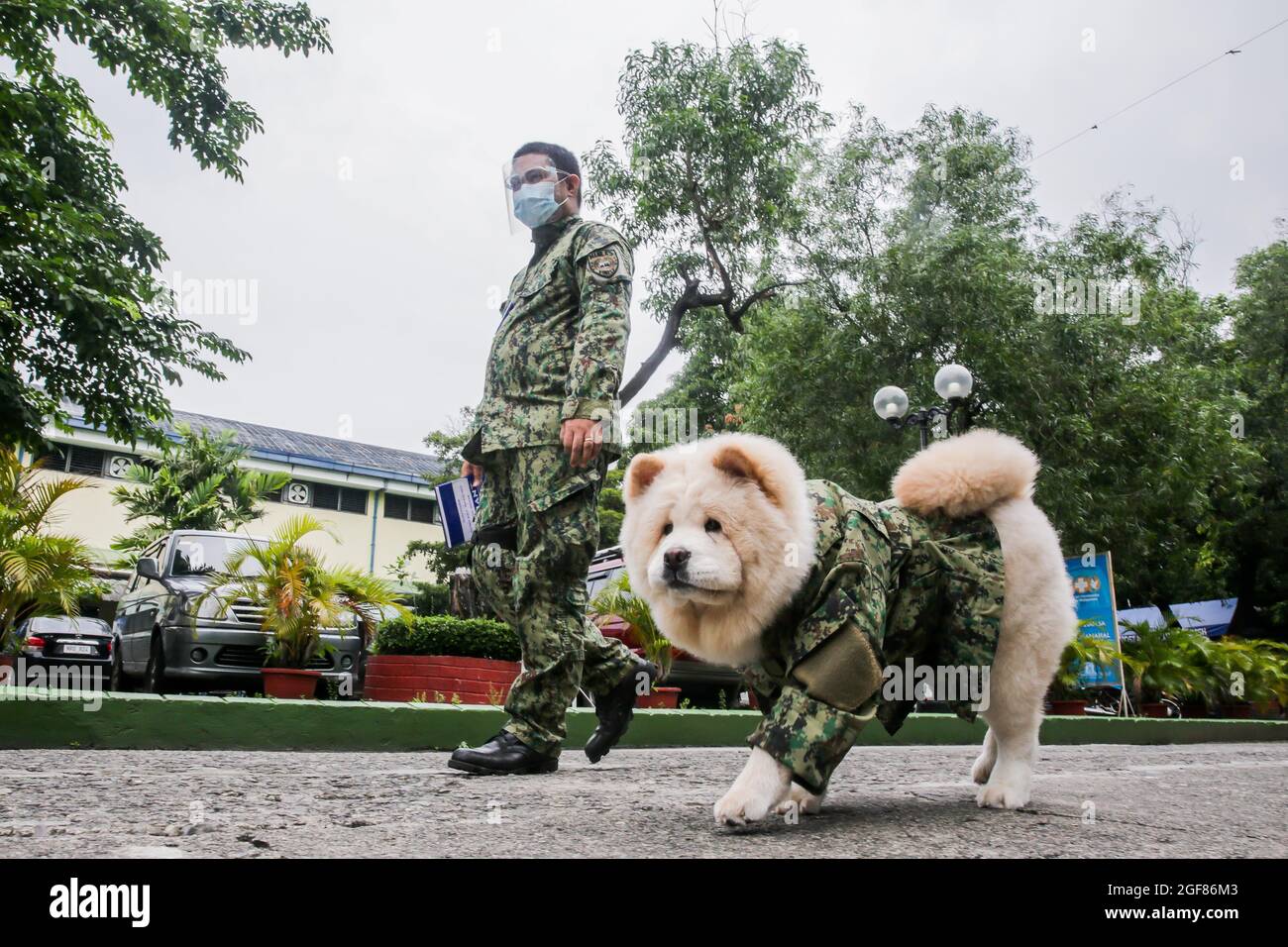 MANILLE, le 24 août 2021 (Xinhua) -- Fabio, un chien Chow Chow, surnommé « Puppy Officer 1 » en uniforme de police factice, a fait marche avec un membre de la police nationale philippine en patrouille à Manille, aux Philippines, le 24 août 2021. Fabio, âgée de six mois, est la propriété de la gendarme Mary Ann Hernandez, qui permet à son chien de rester près du point de contrôle COVID-19 pour soulager le stress ressenti par les résidents et les passants pendant la pandémie. (Xinhua/Rouelle Umali) Banque D'Images