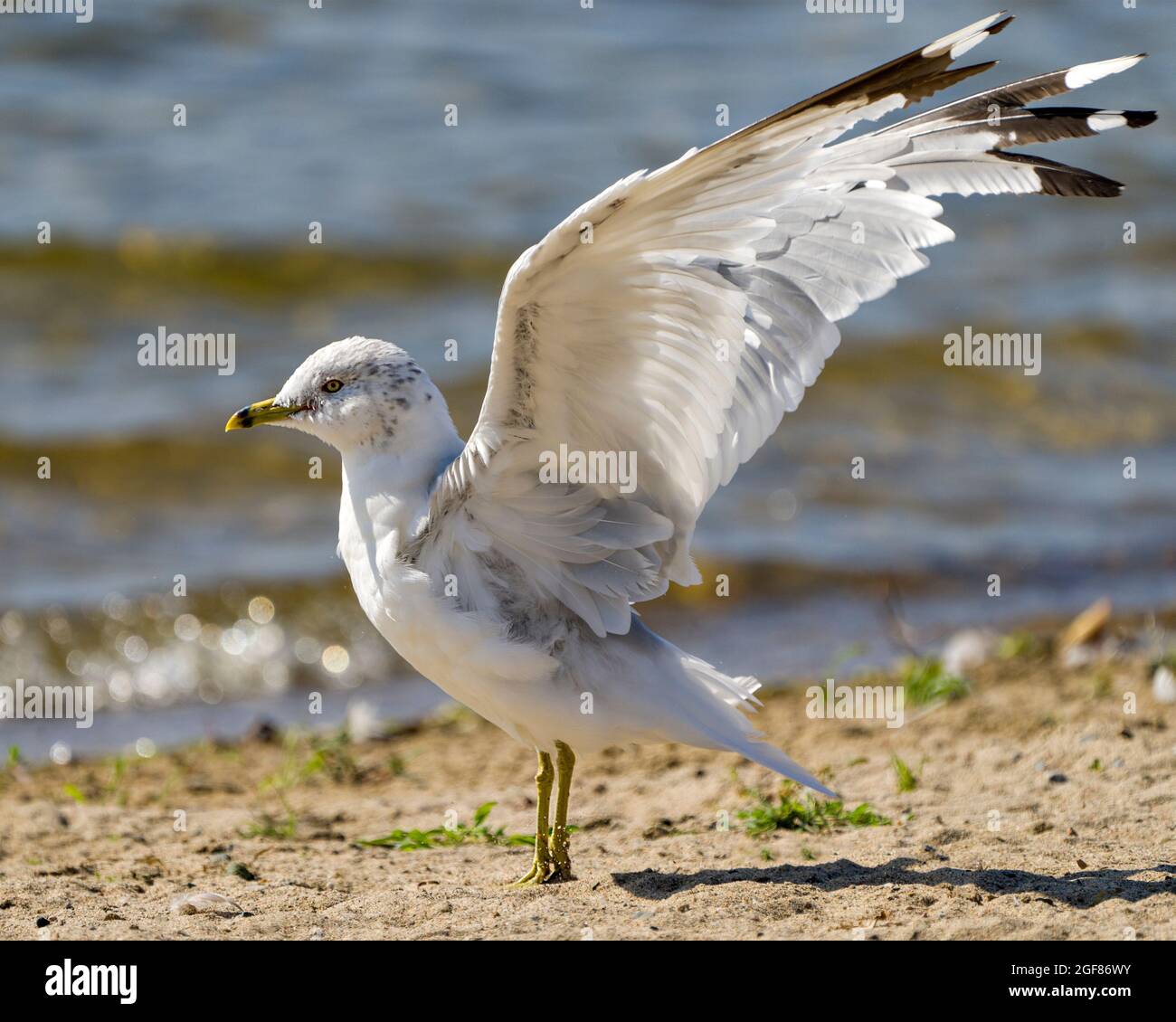 Vue rapprochée du mouette près de l'eau avec des ailes étalées dans son environnement et son habitat entourant un arrière-plan d'eau floue. Banque D'Images
