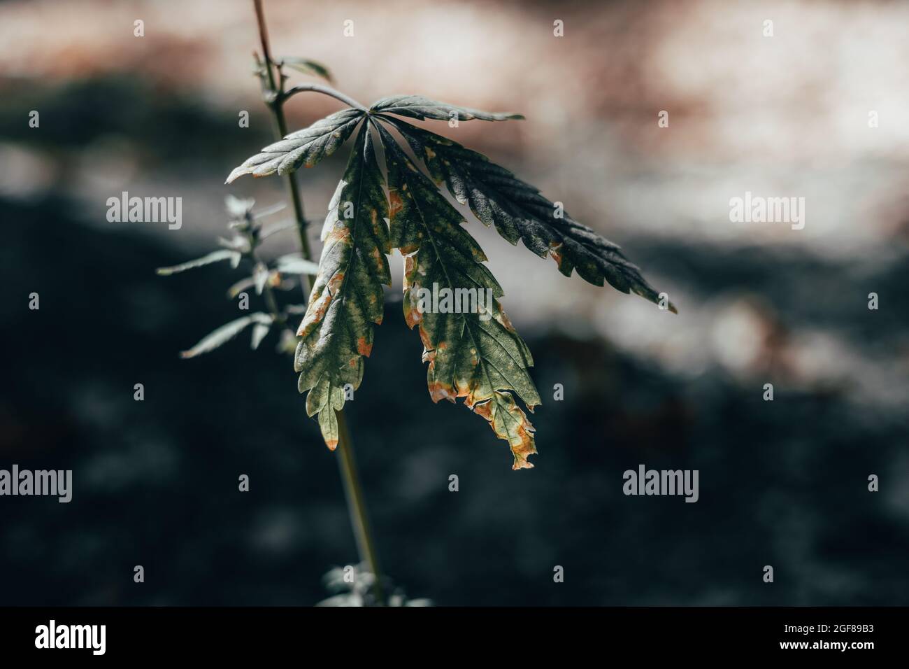 Mourir usine de cannabis gros plan Banque D'Images