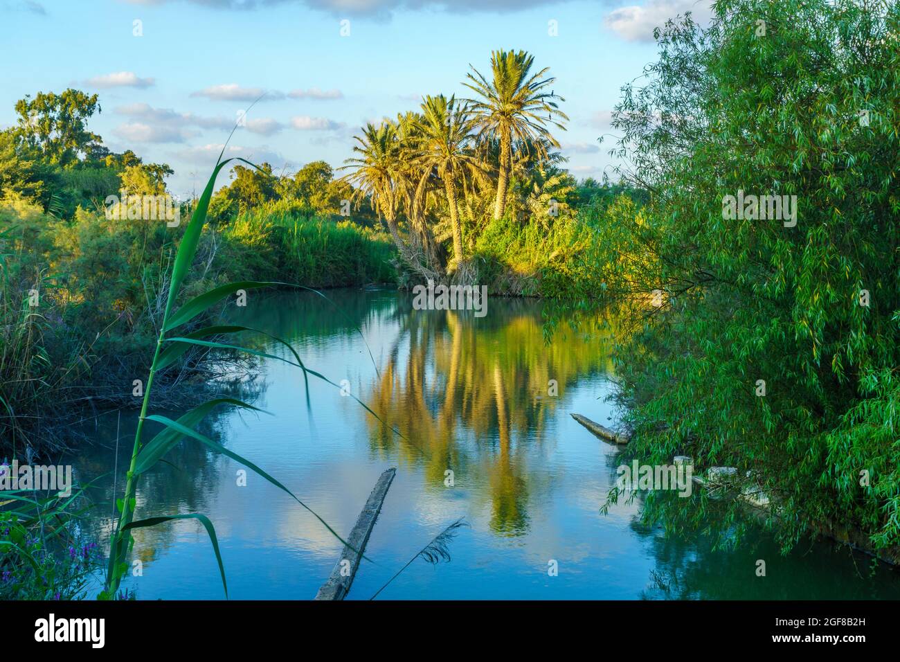 Vue sur le paysage d'un étang et d'un palmier, dans la réserve naturelle de la zone humide d'en Afek, dans le nord d'Israël Banque D'Images