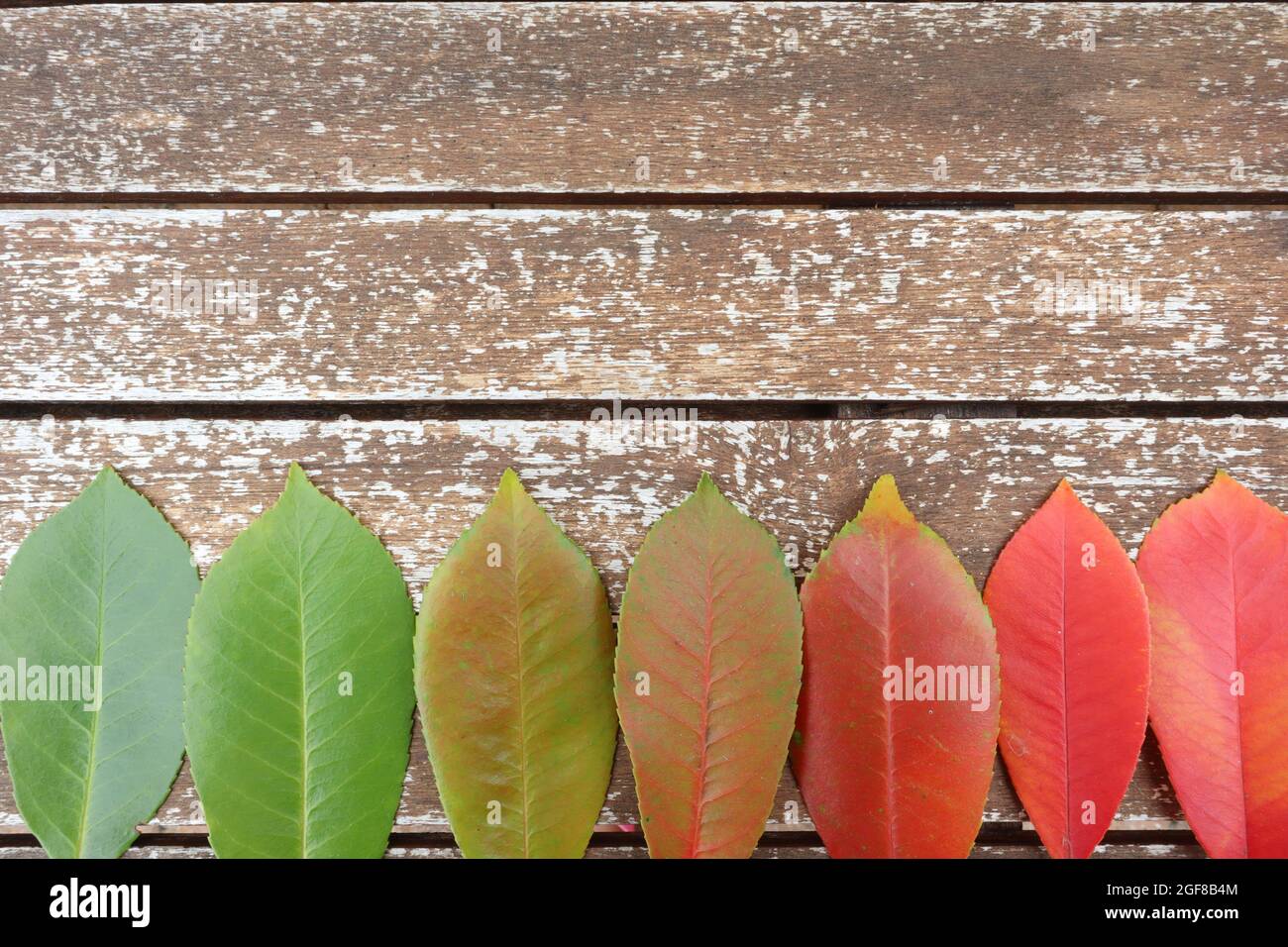 Couleurs de la saison d'automne. Feuilles colorées en automne. Feuilles tombant fond d'écran et abstrait Banque D'Images