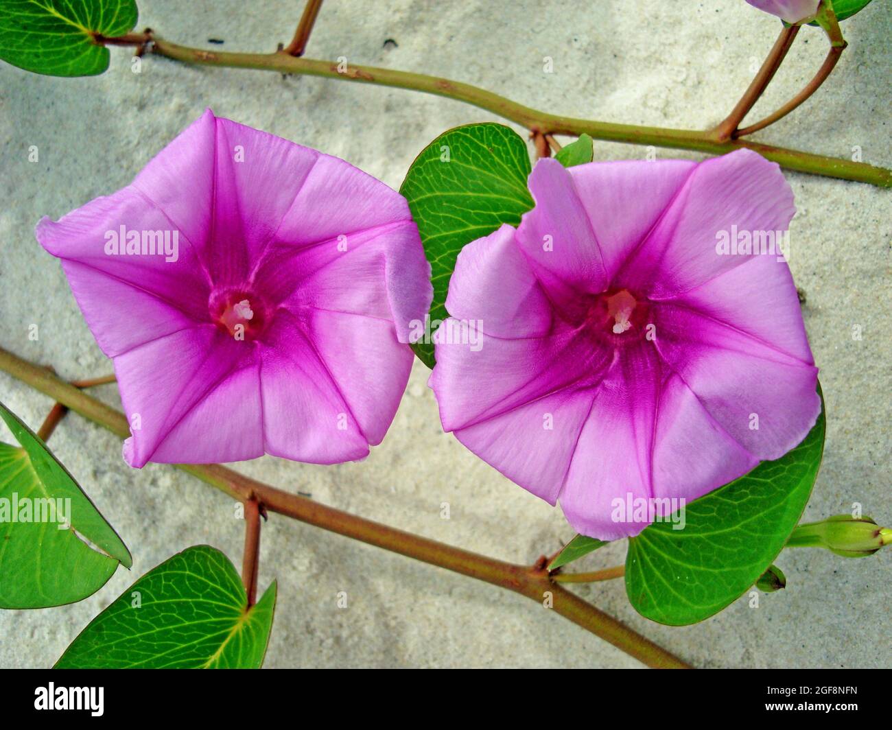 Plage matin gloire fleurs (Ipomoea pes-caprae) Banque D'Images