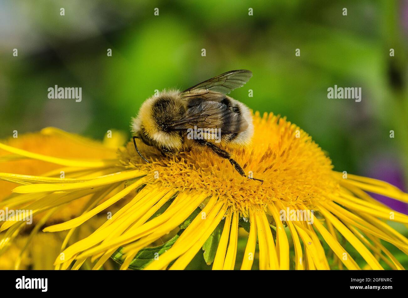Une abeille (ou abeille bourdonneuse, abeille bourdonneuse ou abeille humble) est l'une des plus de 250 espèces du genre Bombus, qui fait partie des Apidae, une des familles d'abeilles. Banque D'Images