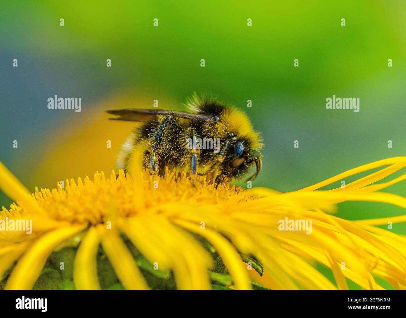 Une abeille (ou abeille bourdonneuse, abeille bourdonneuse ou abeille humble) est l'une des plus de 250 espèces du genre Bombus, qui fait partie des Apidae, une des familles d'abeilles. Banque D'Images