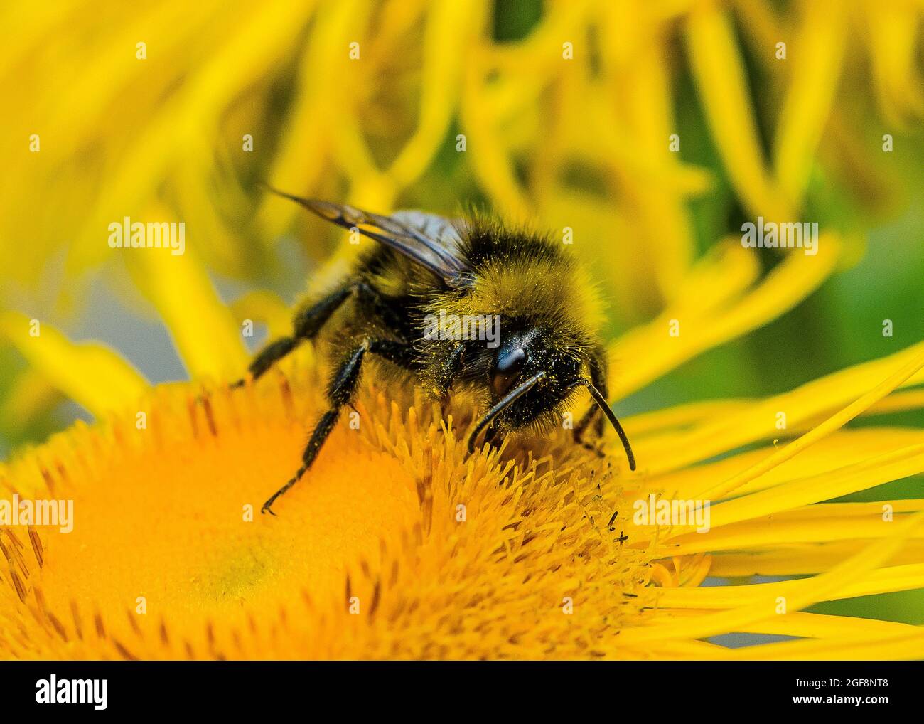 Une abeille (ou abeille bourdonneuse, abeille bourdonneuse ou abeille humble) est l'une des plus de 250 espèces du genre Bombus, qui fait partie des Apidae, une des familles d'abeilles. Banque D'Images