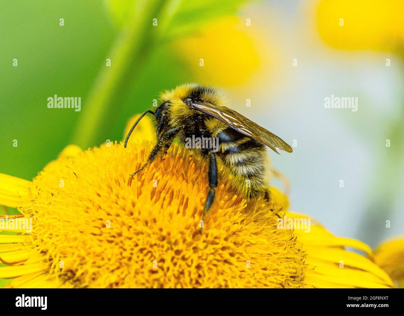 Une abeille (ou abeille bourdonneuse, abeille bourdonneuse ou abeille humble) est l'une des plus de 250 espèces du genre Bombus, qui fait partie des Apidae, une des familles d'abeilles. Banque D'Images