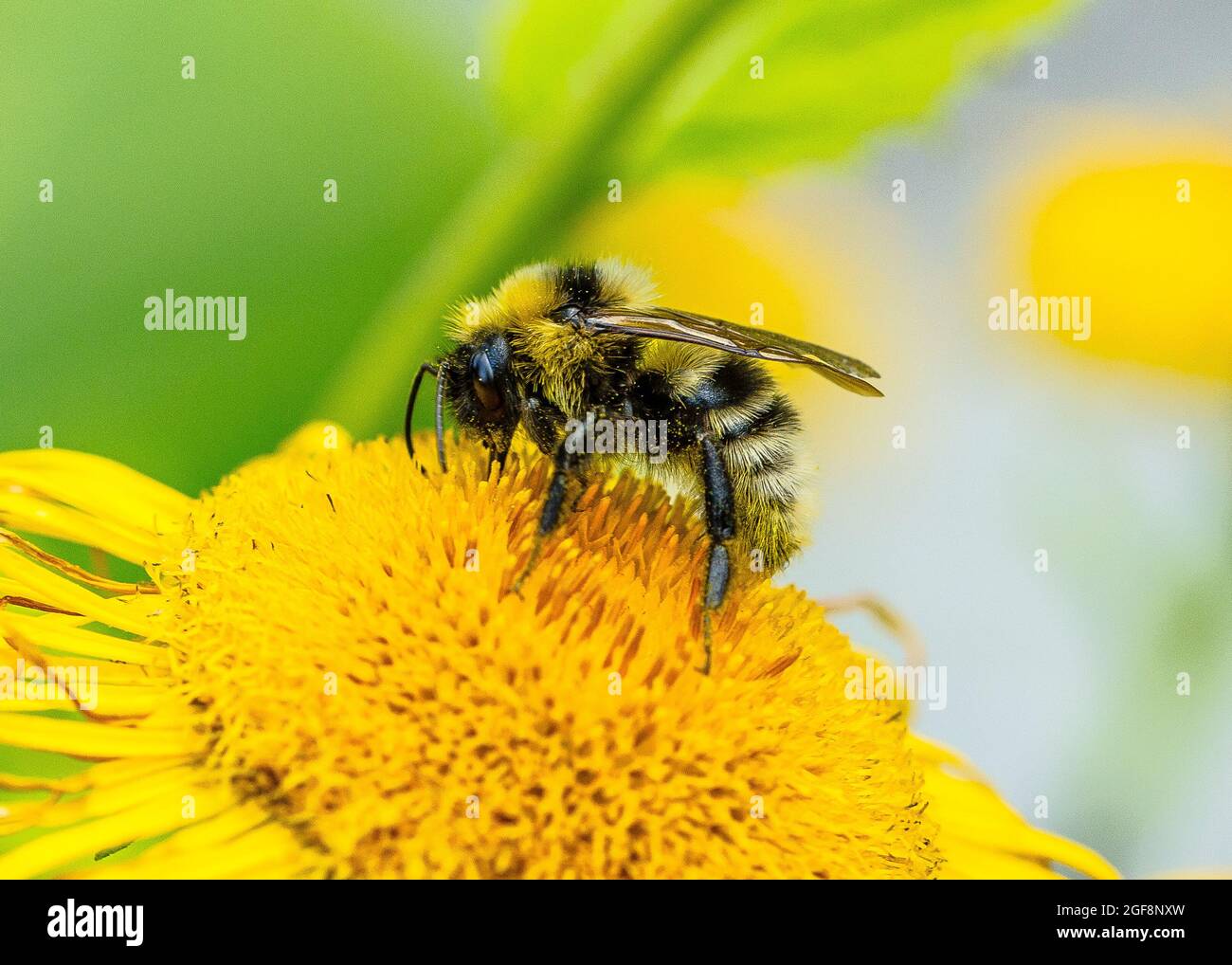 Une abeille (ou abeille bourdonneuse, abeille bourdonneuse ou abeille humble) est l'une des plus de 250 espèces du genre Bombus, qui fait partie des Apidae, une des familles d'abeilles. Banque D'Images