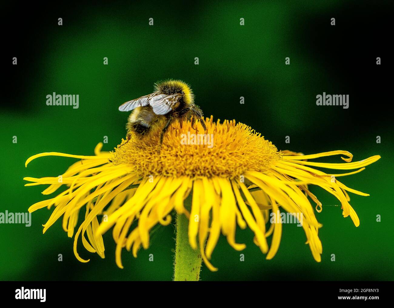 Une abeille (ou abeille bourdonneuse, abeille bourdonneuse ou abeille humble) est l'une des plus de 250 espèces du genre Bombus, qui fait partie des Apidae, une des familles d'abeilles. Banque D'Images