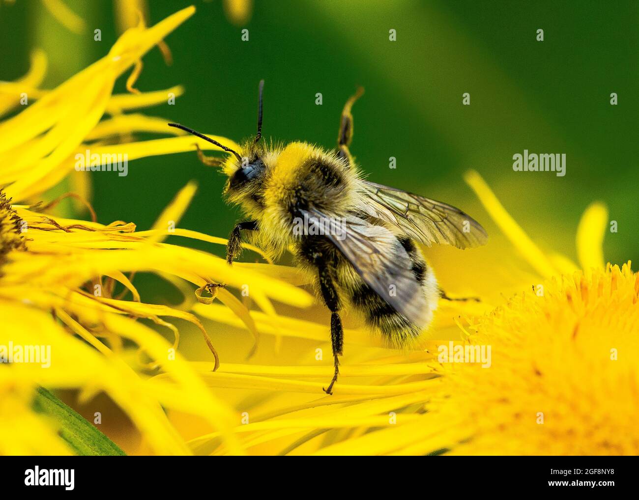 Une abeille (ou abeille bourdonneuse, abeille bourdonneuse ou abeille humble) est l'une des plus de 250 espèces du genre Bombus, qui fait partie des Apidae, une des familles d'abeilles. Banque D'Images