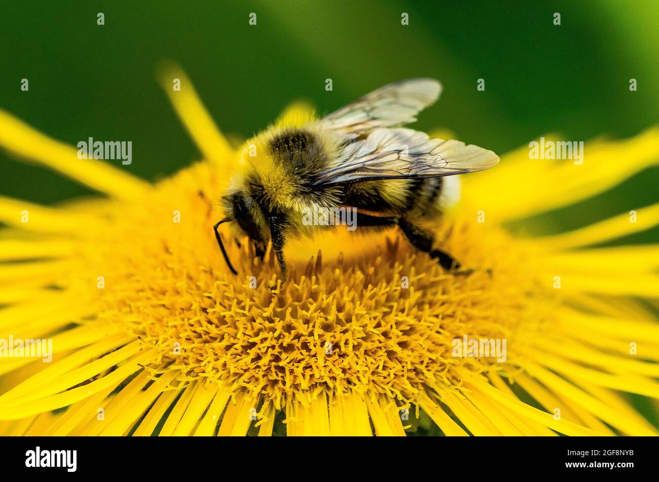 Une abeille (ou abeille bourdonneuse, abeille bourdonneuse ou abeille humble) est l'une des plus de 250 espèces du genre Bombus, qui fait partie des Apidae, une des familles d'abeilles. Banque D'Images