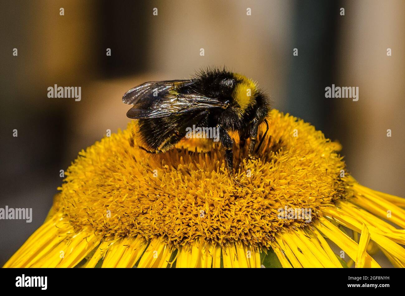 Une abeille (ou abeille bourdonneuse, abeille bourdonneuse ou abeille humble) est l'une des plus de 250 espèces du genre Bombus, qui fait partie des Apidae, une des familles d'abeilles. Banque D'Images