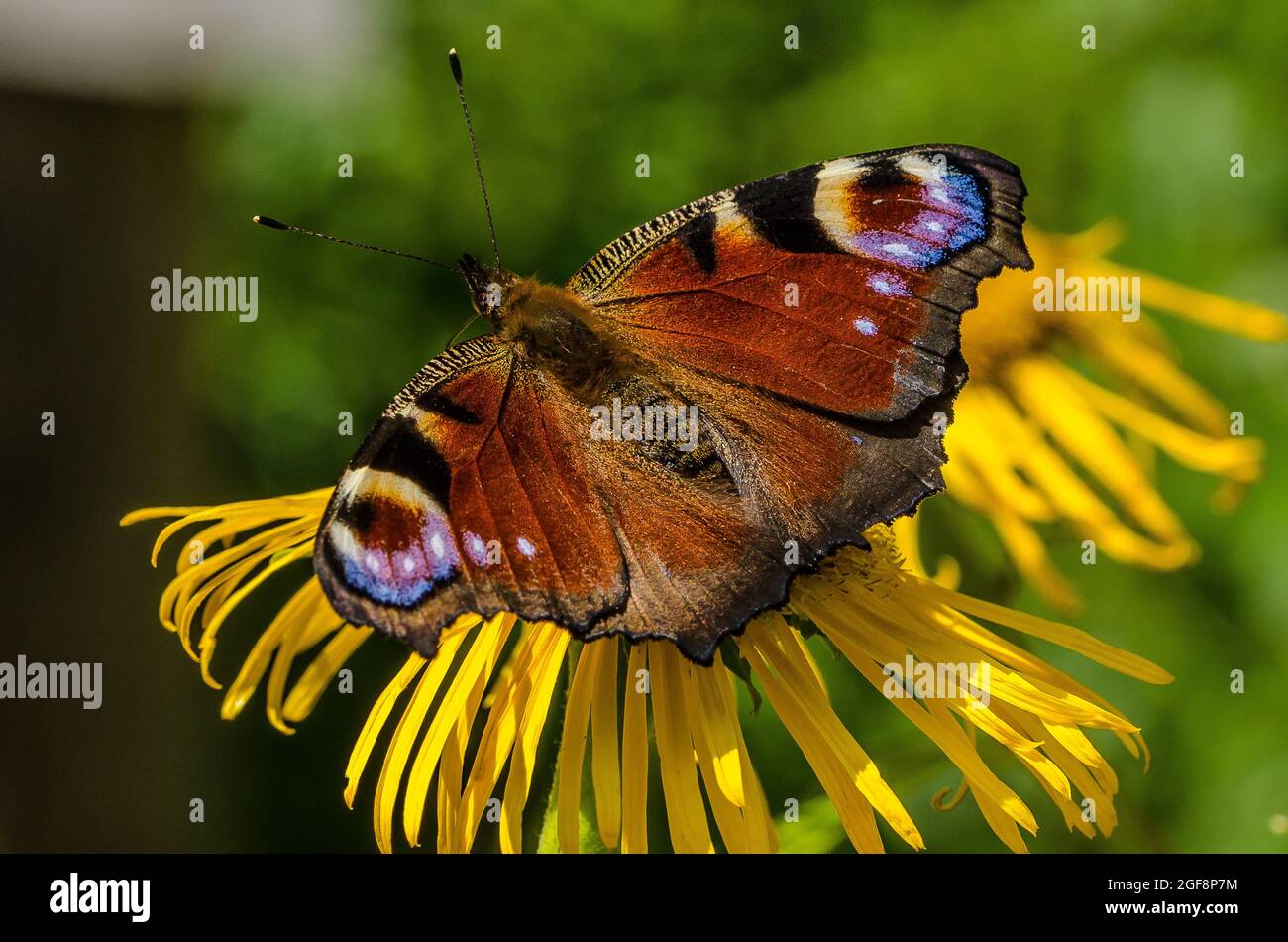 Aglais io, le paon européen, plus connu simplement sous le nom de papillon de paon, est un papillon coloré, présent en Europe et en Asie tempérée Banque D'Images