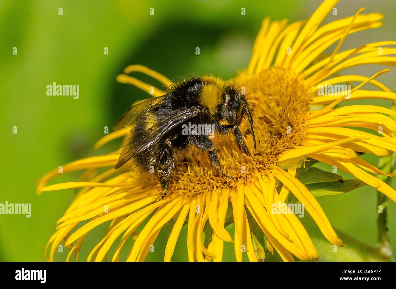 Une abeille (ou abeille bourdonneuse, abeille bourdonneuse ou abeille humble) est l'une des plus de 250 espèces du genre Bombus, qui fait partie des Apidae, une des familles d'abeilles. Banque D'Images